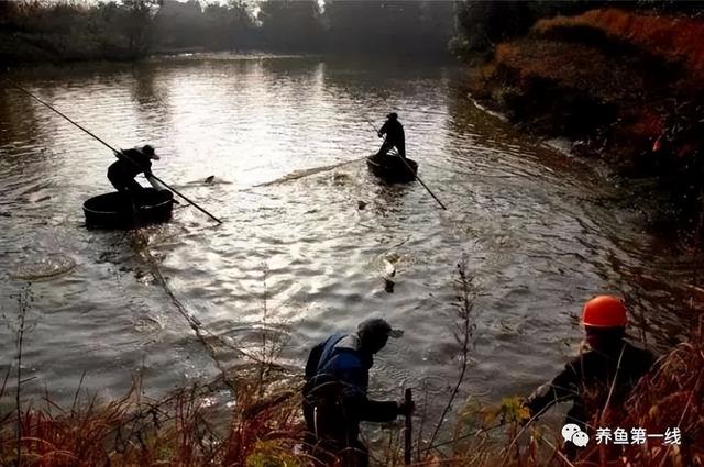 简析疑难杂症——鱼类败血症的防控：难治的集多症状于一身的鱼病