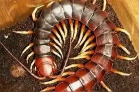 杭州雷峰塔下压着白娘子是传说，倒塌后露出无价之宝还有一条蜈蚣图片