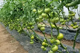 辣椒、西红柿、茄子、黄瓜为啥坐果少？三个窍门，有花就坐住图片