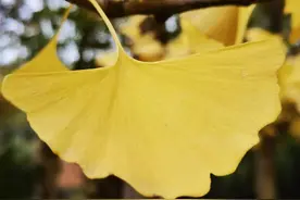 「格数观典•每日一典」天降大任于斯人也，必先苦其心志…图片