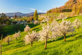 立春将至，这5个属相要躲春，牢记3不做，才能顺顺当当一整年图片