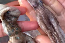 餐厅疑似又见蓝环章鱼！怎能放任毒物横行餐桌？图片