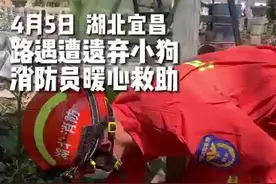 捡到4只小奶狗 蓝朋友暖心救助图片