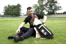 探访成都金牛公安汪汪队 撸一撸战斗力爆表的警犬图片