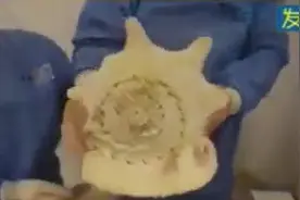 违规携带唐冠螺出境被海关查获图片