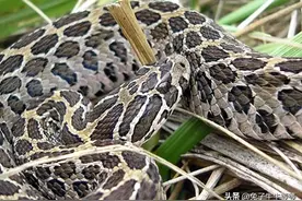 小时候看到过最大的蛇图片