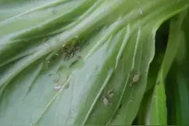 白菜爱招虫，这几个方法试一试图片