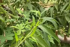 桃现在能不能进行修剪？2种情况要分清，资深老果农分享种植经验图片