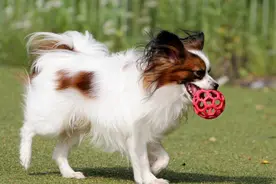 买了比特犬的狗主人，应该怎么对它开展训练？这几个点要做到位图片