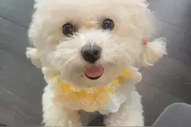 宠物店辞职不干了，说点养狗内幕！！图片