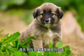 心理学家：梦到被狗咬了，是什么意思？图片