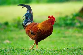 大公鸡是霸王龙后代？基因相似度90%，获取鸡的DNA能复活恐龙？图片