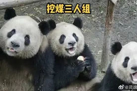 煤老板奥利奥的发家史，身为吃喝不愁的国宝却一心想做个矿工！图片