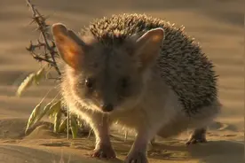 刺猬“翻车”了，浑身尖刺却被当作“辣条”，它的天敌究竟是谁？图片