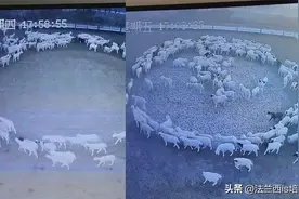 羊了个圈！内蒙古一羊群连续3天转圈，越转越圆，犁地还是布阵？图片