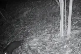 广东紫金惊现野生中华穿山甲！意味着什么？为何有人爱吃“指甲”图片