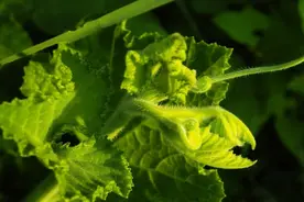 绿色病虫害防治：前方预警！一大波瓜实蝇即将来袭图片