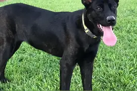 黑狗小时候娇羞萌脸，没想到10个月后变成这样：看破狗生图片