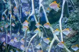 “空中海洋馆”来了：面积约6000㎡，超1万尾海洋生物图片