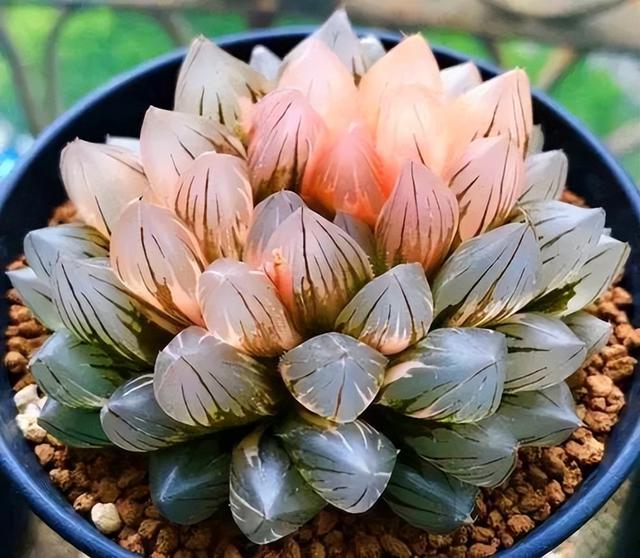 霓虹灯玉露:10万多肉植物在市场上的价格差异非常之大,有几毛几块钱一