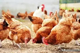 史上最全，家禽常用的药物名称及说明方法！值得收藏图片