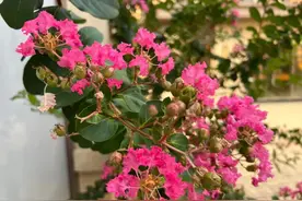 “绮”怎么读？图片