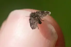 卫生间里的小飞虫到底是什么？别看它不起眼，但能造成很大的危害图片