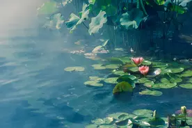 千古名作《爱莲说》，出淤泥而不染！愿看遍红尘，还能保持高洁图片