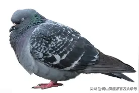 一段真实的故事：一等伤残军人张仲安和鸽子的不解之缘图片