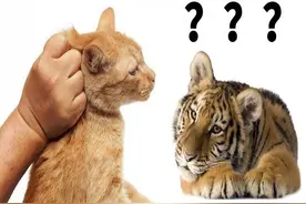 猫的后颈肉是“命门”！捏住老虎的后颈肉，也会像猫一样乖吗？图片