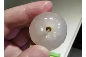 吃这样的荔枝，就是在吃虫子？网友坐不住了图片