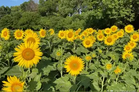准高三女生想报考警校，但有点迷茫？图片