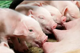 仔猪价格：猪价上涨是好事，但仔猪600元/头！养户：再涨就不养了图片