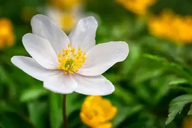 老了才知道，儿女越有出息，家族越容易断香火，很现实图片