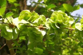 当下野菜流行的一种吃法其实老一辈人的做法最正宗最后一步才重要图片