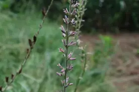 「收藏」150余种常见药用植物，花期高清图图片
