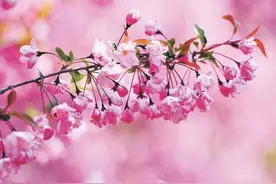 林草科普|海棠花开，不负春光不负卿图片