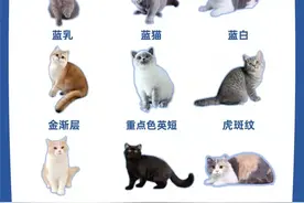 英短毛色超全合集！别再以为只有蓝色英短啦图片