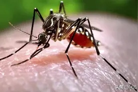 “嗡嗡嗡”，下次再听见蚊子的声音，记得狠狠地给它一巴掌！图片