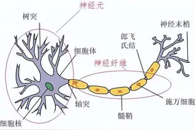 神经系统常见术语释义图片