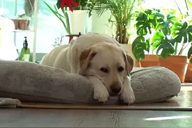 又懒又馋的狗，除了吃饭坚决不动，主人无奈求助：怎么给狗减肥？图片