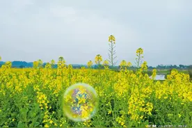 除了这6个地方，成都周边还有哪儿的油菜花开了，快快告诉团长图片