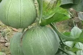 甜瓜，我们叫小瓜图片