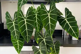 超高颜值的海芋属网红绿植，教你从配土和浇水上养好这一大类植物图片