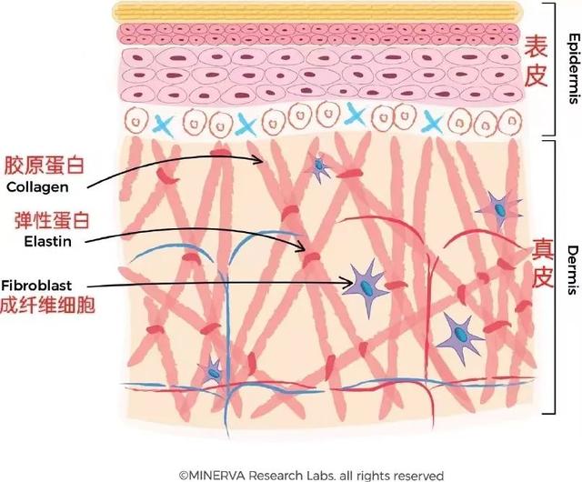 更年期可以喝胶原蛋白肽吗 更年期能喝胶原蛋白肽吗?