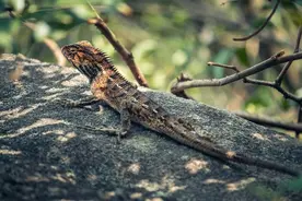 广东一地出现“五爪金龙”！五爪金龙是什么动物？图片