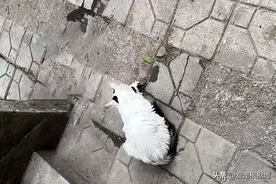 把孩子送人的流浪猫妈妈，再次和小猫见面时，它的反应看着泪目图片