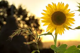 冬天了：愿你迎寒而立，做一个温暖的人图片