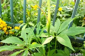 两种天南星科植物，李时珍曾混为一谈，带偏药材近千年，今已正名图片