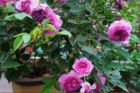 七种“贵气花”，要用大盆种，大盆花“爆棚”，小盆易枯萎图片